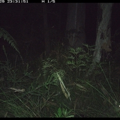 Trichosurus vulpecula (Common Brushtail Possum) at Riverside, NSW - 29 Nov 2024 by KoalaCA