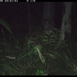 Trichosurus vulpecula (Common Brushtail Possum) at Riverside, NSW - 29 Nov 2024 by KoalaCA