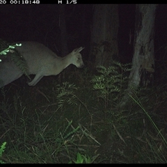 Macropus giganteus (Eastern Grey Kangaroo) at Riverside, NSW - 20 Dec 2024 by KoalaCA