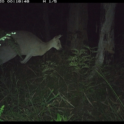 Macropus giganteus (Eastern Grey Kangaroo) at Riverside, NSW - 20 Dec 2024 by KoalaCA