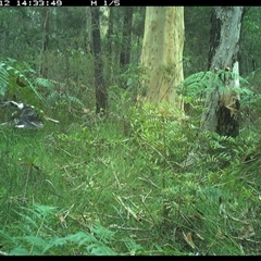 Dacelo novaeguineae (Laughing Kookaburra) at Riverside, NSW - 12 Jan 2025 by KoalaCA