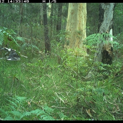 Dacelo novaeguineae (Laughing Kookaburra) at Riverside, NSW - 12 Jan 2025 by KoalaCA
