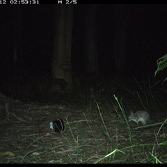 Perameles nasuta (Long-nosed Bandicoot) at Riverside, NSW - 12 Oct 2024 by KoalaCA