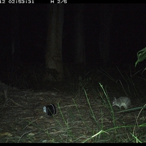 Perameles nasuta (Long-nosed Bandicoot) at Riverside, NSW - 12 Oct 2024 by KoalaCA
