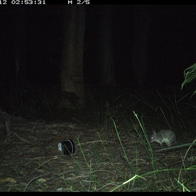 Perameles nasuta (Long-nosed Bandicoot) at Riverside, NSW - 12 Oct 2024 by KoalaCA