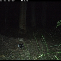 Perameles nasuta at Riverside, NSW - 12 Oct 2024 02:53 AM