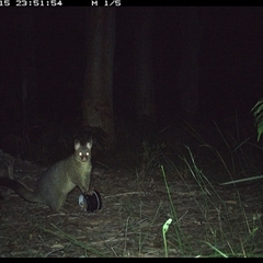 Trichosurus vulpecula (Common Brushtail Possum) at Riverside, NSW - 15 Oct 2024 by KoalaCA