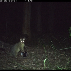 Trichosurus vulpecula (Common Brushtail Possum) at Riverside, NSW - 15 Oct 2024 by KoalaCA
