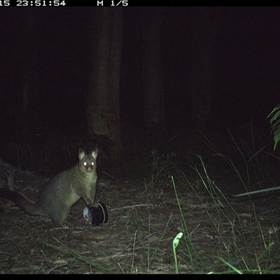 Trichosurus vulpecula (Common Brushtail Possum) at Riverside, NSW - 15 Oct 2024 by KoalaCA