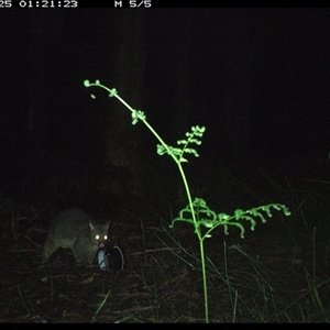 Trichosurus caninus (Mountain Brushtail Possum) at Riverside, NSW - 25 Oct 2024 by KoalaCA