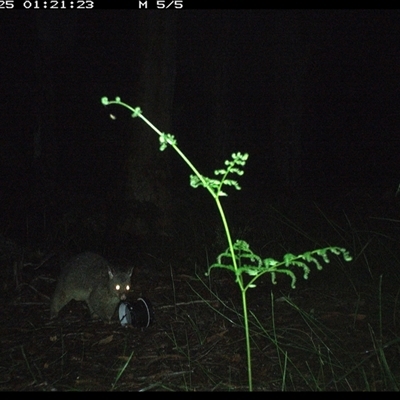 Trichosurus caninus (Mountain Brushtail Possum) at Riverside, NSW - 25 Oct 2024 by KoalaCA