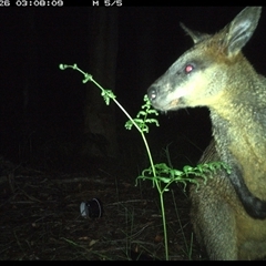 Wallabia bicolor (Swamp Wallaby) at Riverside, NSW - 26 Oct 2024 by KoalaCA