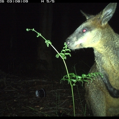 Wallabia bicolor (Swamp Wallaby) at Riverside, NSW - 26 Oct 2024 by KoalaCA