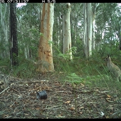 Macropus giganteus (Eastern Grey Kangaroo) at Riverside, NSW - 26 Oct 2024 by KoalaCA