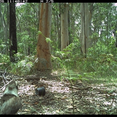 Dacelo novaeguineae (Laughing Kookaburra) at Riverside, NSW - 26 Oct 2024 by KoalaCA
