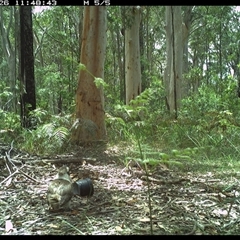 Dacelo novaeguineae at Riverside, NSW - 26 Oct 2024 11:48 AM