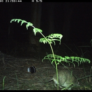 Isoodon macrourus (Northern Brown Bandicoot) at Riverside, NSW - 30 Oct 2024 by KoalaCA