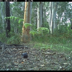 Varanus varius (Lace Monitor) at Riverside, NSW - 1 Nov 2024 by KoalaCA