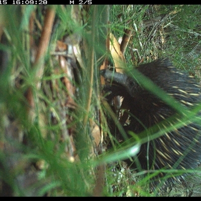 Tachyglossus aculeatus (Short-beaked Echidna) at Riverside, NSW - 15 Nov 2024 by KoalaCA