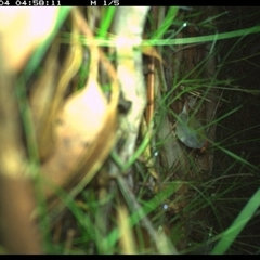Neochmia temporalis (Red-browed Finch) at Riverside, NSW - 4 Jan 2025 by KoalaCA