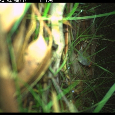 Neochmia temporalis (Red-browed Finch) at Riverside, NSW - 4 Jan 2025 by KoalaCA
