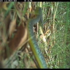 Dendrelaphis punctulatus (Green Tree Snake) at Riverside, NSW - 10 Jan 2025 by KoalaCA