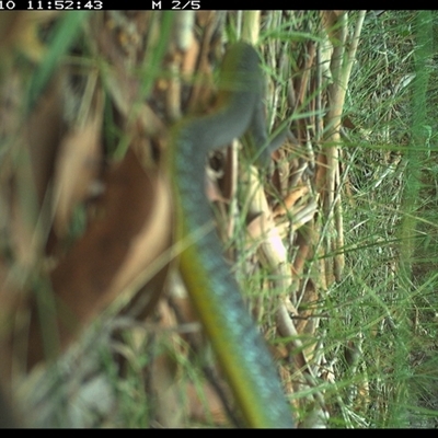 Dendrelaphis punctulatus (Green Tree Snake) at Riverside, NSW - 10 Jan 2025 by KoalaCA