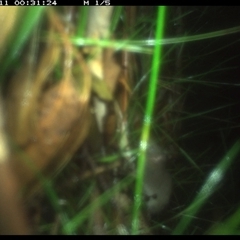 Antechinus sp. (genus) (Unidentified Antechinus) at Riverside, NSW - 11 Jan 2025 by KoalaCA