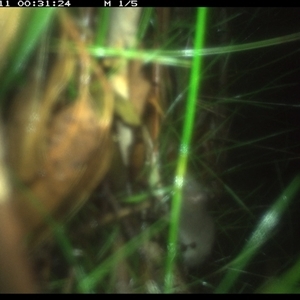Antechinus sp. (genus) (Unidentified Antechinus) at Riverside, NSW - 11 Jan 2025 by KoalaCA