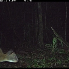 Thylogale thetis (Red-necked Pademelon) at Byabarra, NSW - 12 Oct 2024 by Booyong