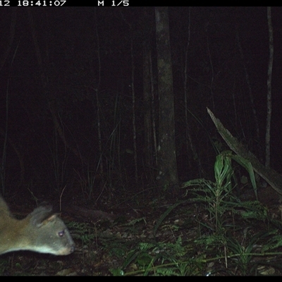 Thylogale thetis (Red-necked Pademelon) at Byabarra, NSW - 12 Oct 2024 by Booyong