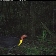Alectura lathami (Australian Brush-turkey) at Byabarra, NSW - 16 Oct 2024 by Booyong