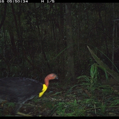 Alectura lathami (Australian Brush-turkey) at Byabarra, NSW - 16 Oct 2024 by Booyong