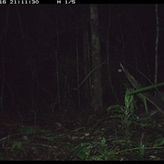Trichosurus caninus (Mountain Brushtail Possum) at Byabarra, NSW - 16 Oct 2024 by Booyong