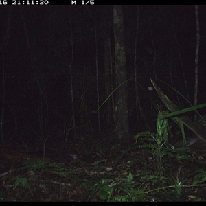 Trichosurus caninus (Mountain Brushtail Possum) at Byabarra, NSW - 16 Oct 2024 by Booyong