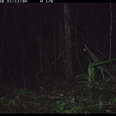 Trichosurus caninus (Mountain Brushtail Possum) at Byabarra, NSW - 16 Oct 2024 by Booyong
