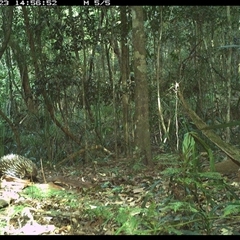 Tachyglossus aculeatus (Short-beaked Echidna) at Byabarra, NSW - 23 Oct 2024 by Booyong