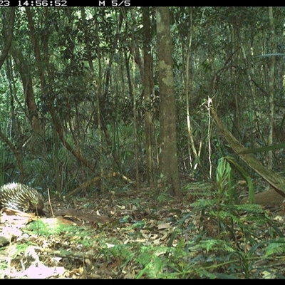 Tachyglossus aculeatus (Short-beaked Echidna) at Byabarra, NSW - 23 Oct 2024 by Booyong