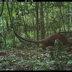 Wallabia bicolor (Swamp Wallaby) at Byabarra, NSW - 1 Nov 2024 by Booyong