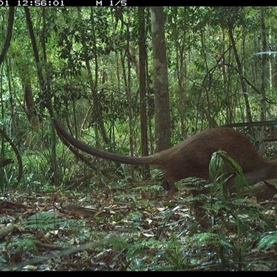 Wallabia bicolor (Swamp Wallaby) at Byabarra, NSW - 1 Nov 2024 by Booyong