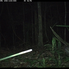 Perameles nasuta (Long-nosed Bandicoot) at Byabarra, NSW - 5 Nov 2024 by Booyong