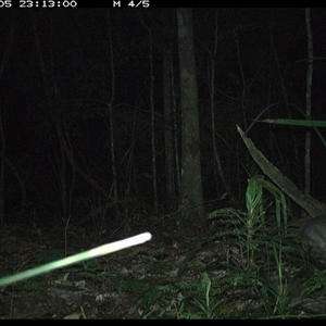 Perameles nasuta (Long-nosed Bandicoot) at Byabarra, NSW - 5 Nov 2024 by Booyong
