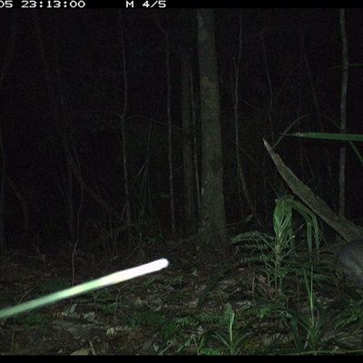 Perameles nasuta (Long-nosed Bandicoot) at Byabarra, NSW - 5 Nov 2024 by Booyong