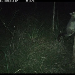 Trichosurus vulpecula (Common Brushtail Possum) at Byabarra, NSW - 11 Dec 2024 by Booyong
