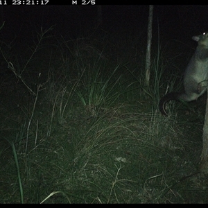 Trichosurus vulpecula (Common Brushtail Possum) at Byabarra, NSW - 11 Dec 2024 by Booyong