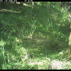 Dacelo novaeguineae (Laughing Kookaburra) at Byabarra, NSW - 15 Dec 2024 by Booyong