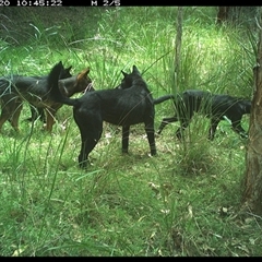 Canis lupus (Dingo / Wild Dog) at Byabarra, NSW - 20 Dec 2024 by Booyong