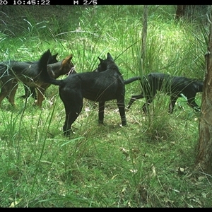 Canis lupus (Dingo / Wild Dog) at Byabarra, NSW - 20 Dec 2024 by Booyong