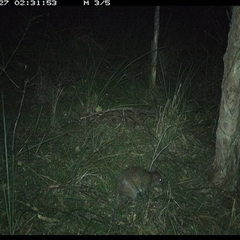 Isoodon macrourus (Northern Brown Bandicoot) at Byabarra, NSW - 27 Dec 2024 by Booyong