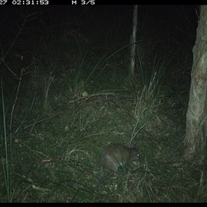 Isoodon macrourus (Northern Brown Bandicoot) at Byabarra, NSW - 27 Dec 2024 by Booyong